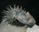 Spiny Enrolled Drotops Armatus Trilobite (Reduced Price!) #8644-6